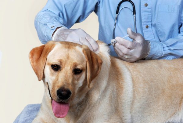 Vaccine Side Effects in Dogs: What to Expect & How We Keep Your Pet Safe
