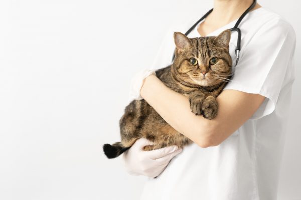 Vaccine Side Effects in Cats: What to Know & How PoCo West Animal Hospital Keeps Your Cat Safe