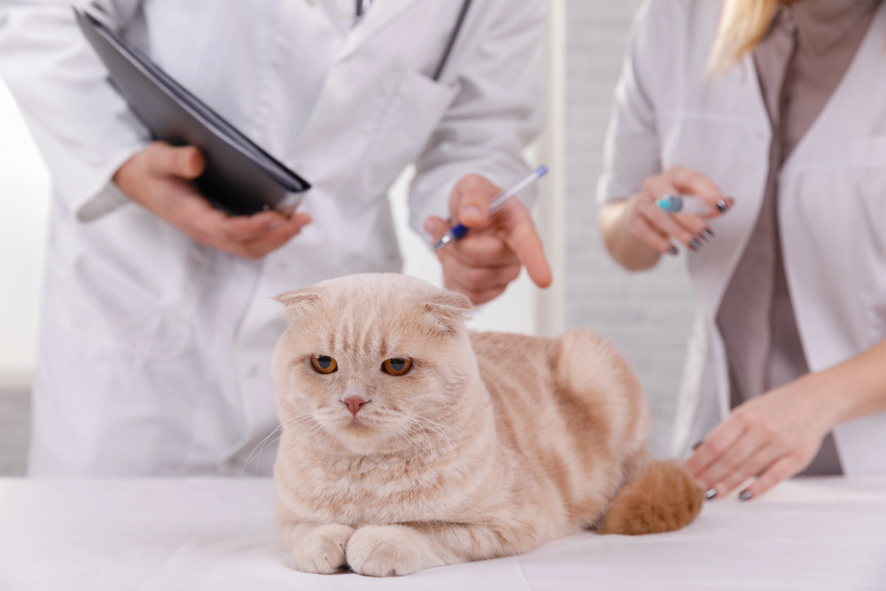Vaccine Side Effects in Cats: What to Know & How PoCo West Animal Hospital Keeps Your Cat Safe