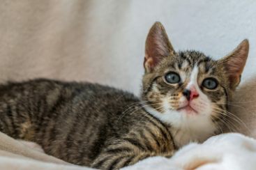 veterinary care in Port Coquitlam