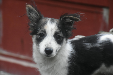 dog wellness Port Coquitlam