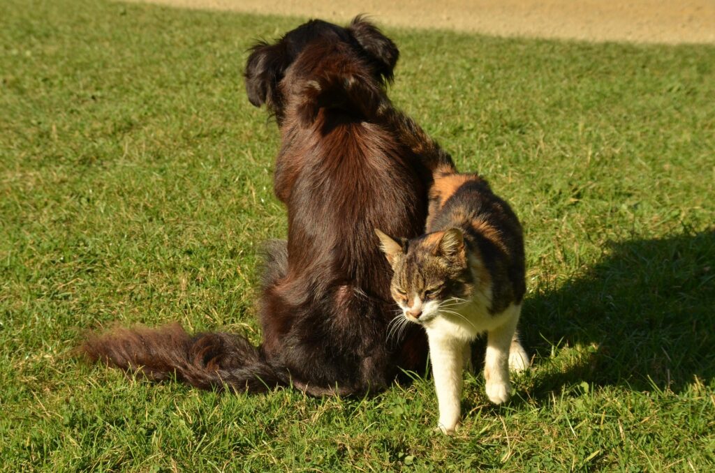Spring Hazards for Dogs and Cats in the Tri-Cities: Warning Signs
