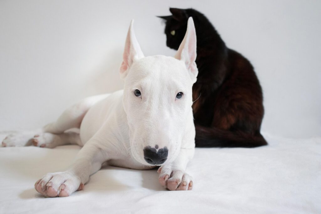 Your Puppy or Kitten's First Year in Port Coquitlam: A Vet Guide