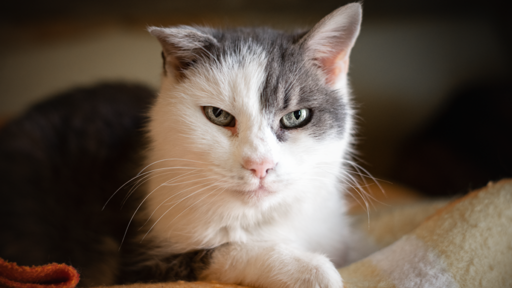 A senior cat resting comfortably, hyperthyroidism is common in older cats