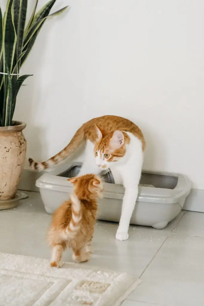 Cat next to a litter box at home in Port Coquitlam