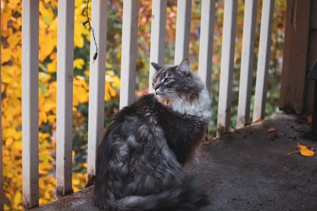 A fluffy gray cat sits on a balcony surrounded by vibrant autumn leaves, creating a cozy and serene scene.